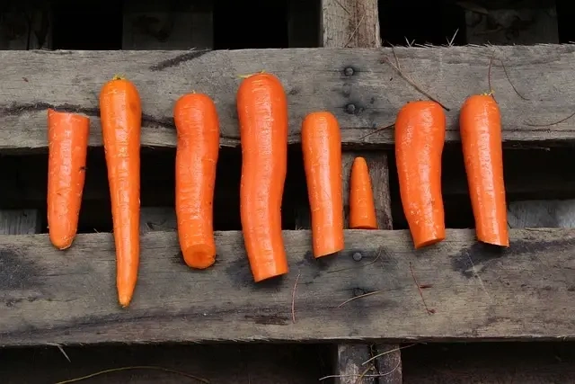 5 ting du skal vide, før du starter på en Paleo-kost